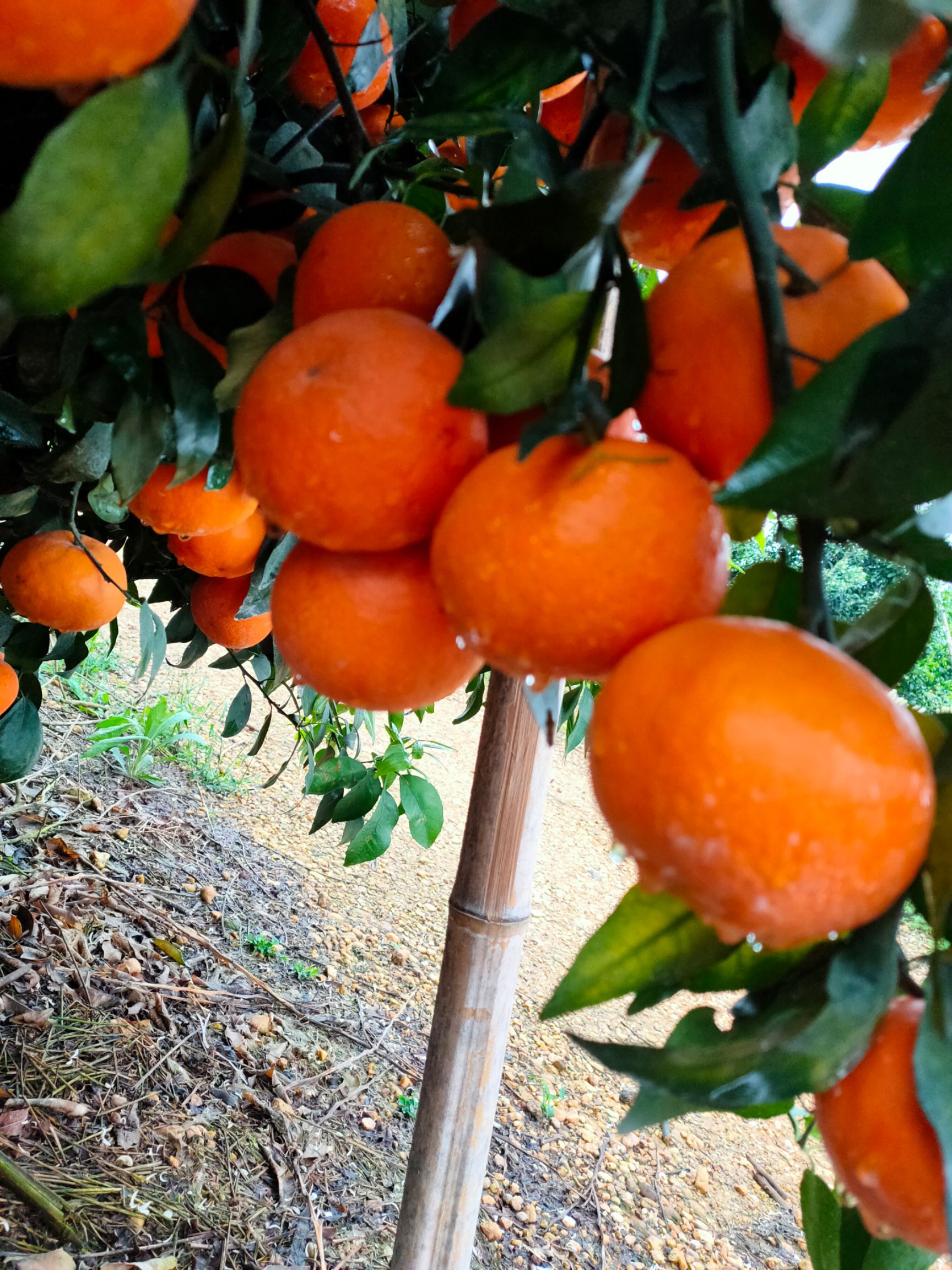 武鸣沃柑已开始大量上市，欢迎有实力果商老板来发财。