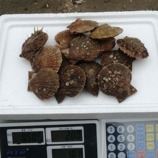 威海 威海高质量扇贝大量上市欢迎新媒体电商社团沟通一件代发