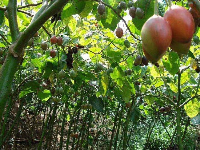紫香一号百香果苗  台农百香果藤植物庭院楼顶盆栽可以种植，种植三至五只月开花结果