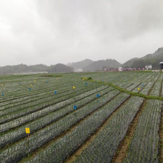 湄潭县 遵义本地特色小香葱