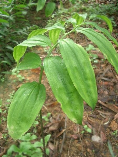 宜黄县 黄精
