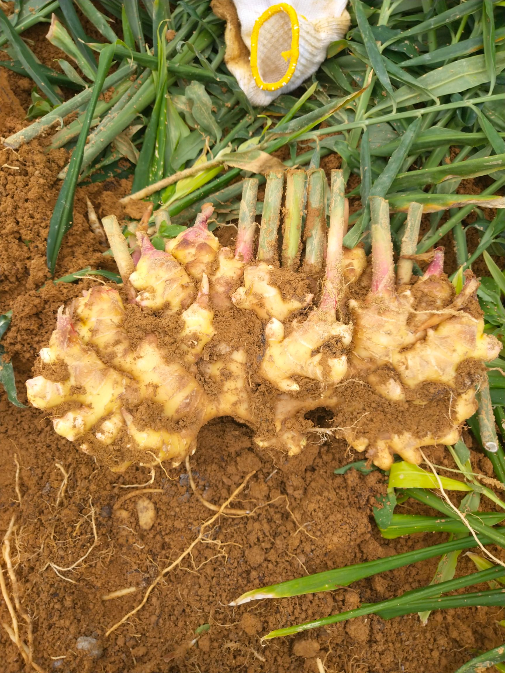 经典老黄姜 姜香 肥大 天然…