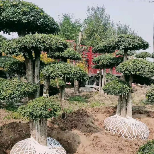 临沂 对节白蜡