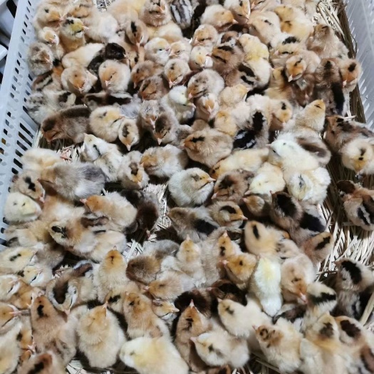 沭阳县 本部常年有售各类优质出壳土鸡苗 脱温鸡，产蛋鸡，大小规格都有