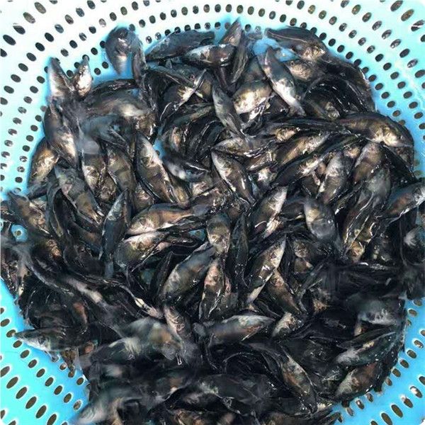 桂鱼苗  桂花鱼苗翘嘴桂寸苗水花苗 市场行情批发价格全国发货