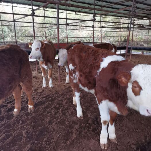 习水县肉牛  贵州巨牛农业发展 南方地区直供西门塔尔繁殖母牛，基础母牛牛犊