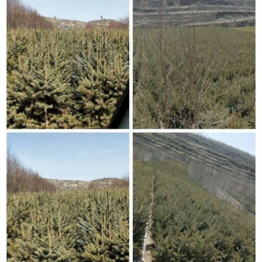 泾源县 大量供应云杉，培育基地直销