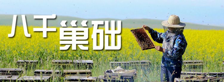  八千巢础中蜂意蜂巢础 蜜蜂蜂蜡巢基巢脾蜡片 深房巢础 养蜂工