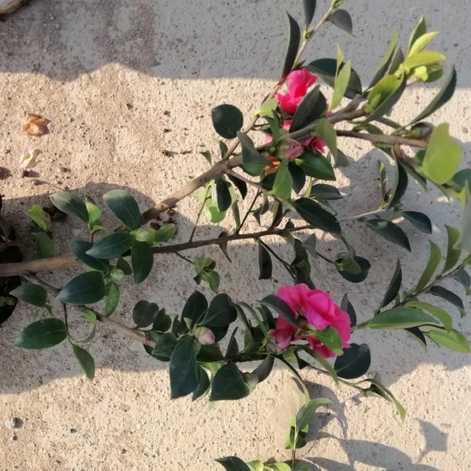 杭州 茶梅