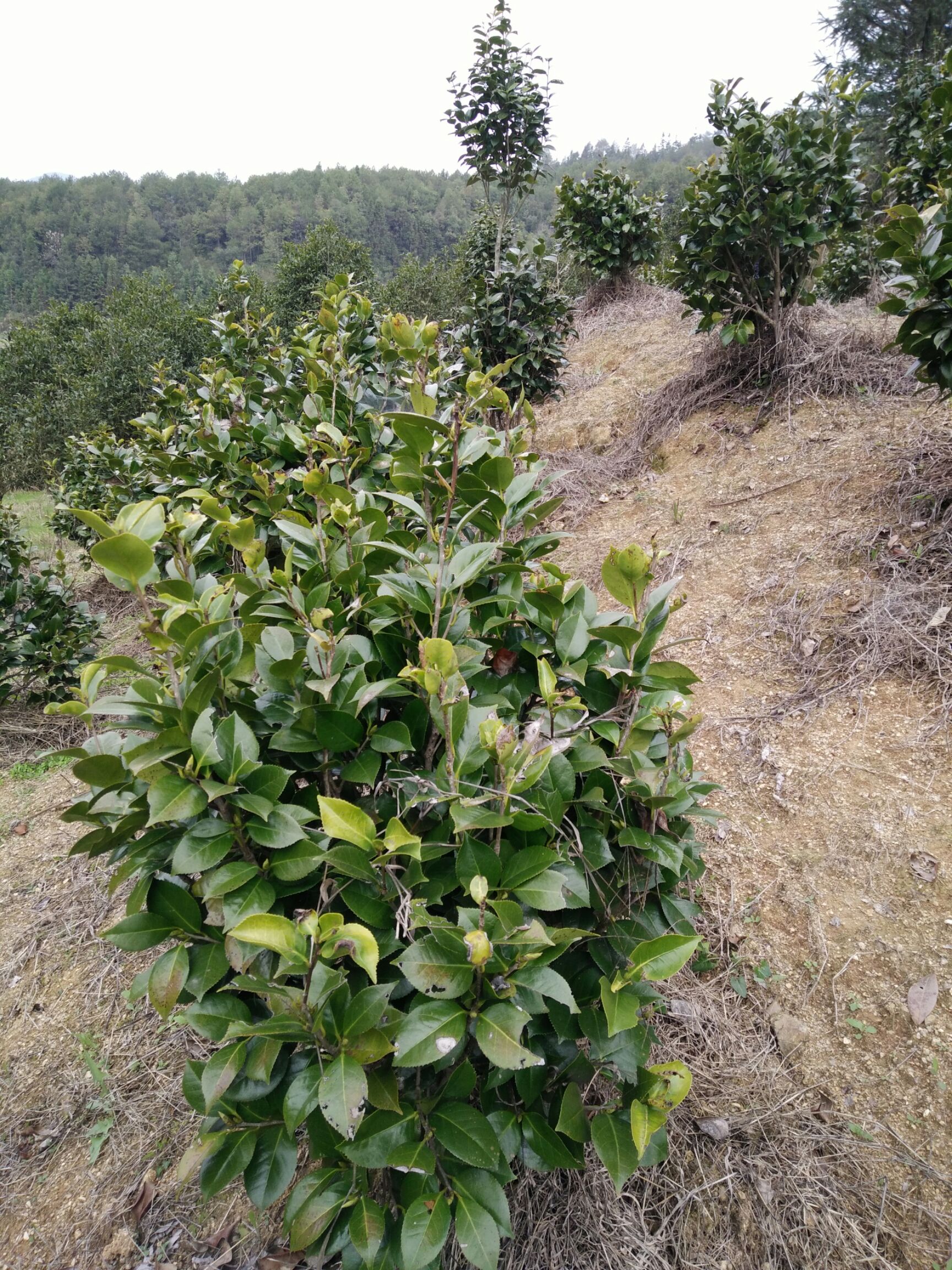  茶花，茶花球地径2一3㎝冠幅40一60㎝工程茶花球