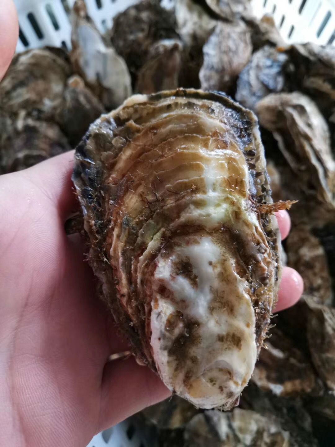  红岛牡蛎大连牡蛎台州牡蛎湛江牡蛎乳山牡蛎海阳牡蛎生蚝海蛎子