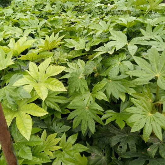 浏阳市八角金盘  自产自销，大量供应，喜阴植物，欢迎来购