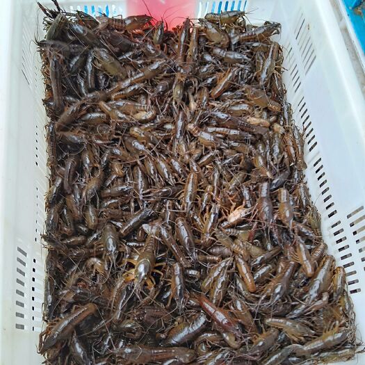 益阳青壳小龙虾 2钱以下 稻田虾
