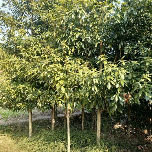 新宁县 各种规格金丝楠木基地直供
