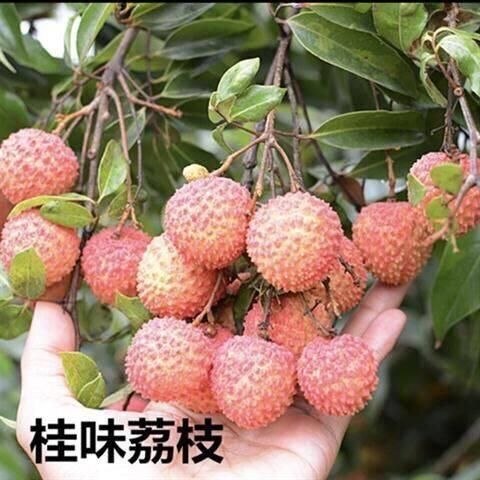 桂味荔枝苗