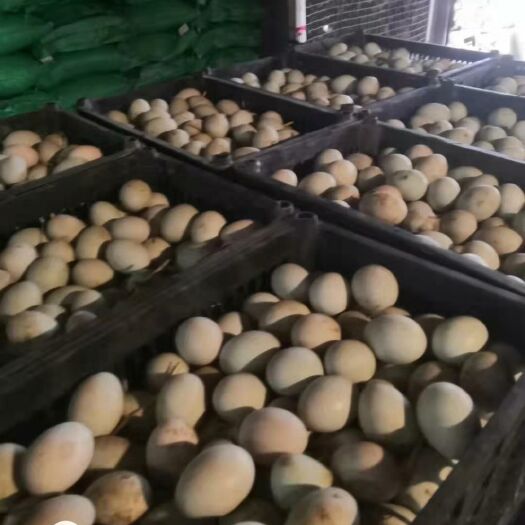 成都 散养鸡蛋鸭蛋，养殖场直供
