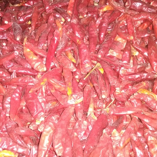 通许县天鹰椒 货真价实，产地址直销。