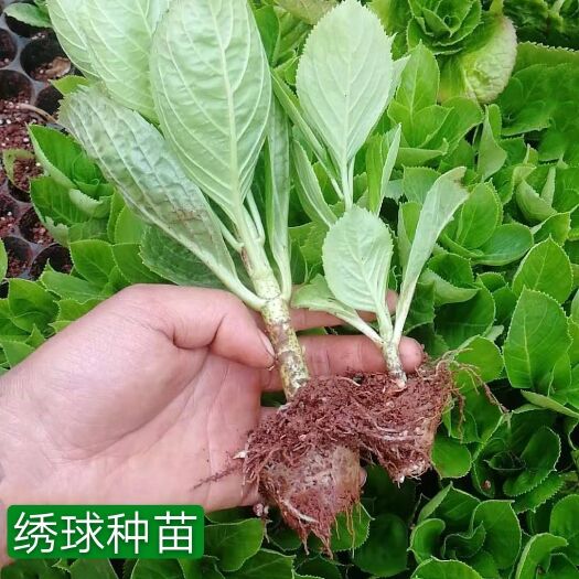 昆明 绣球苗八仙花种苗根系好易种植