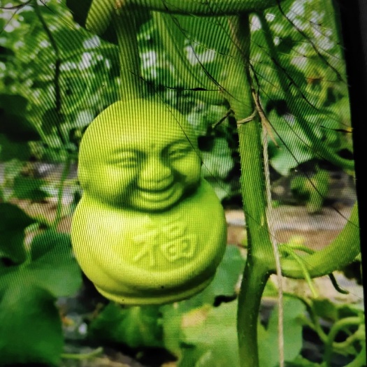 莘县 福娃，人参果量大更优惠