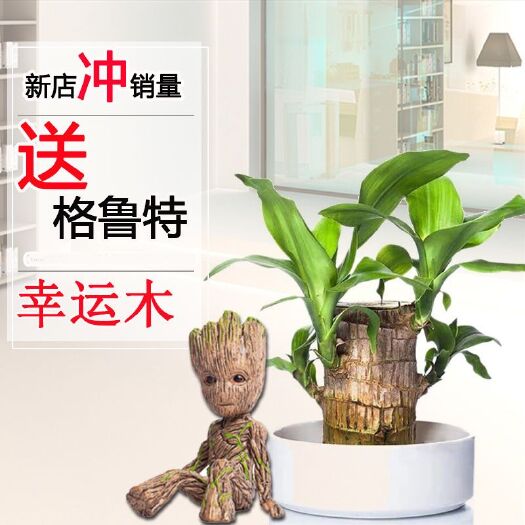 沭阳县巴西木盆栽 巴西木水养绿植幸运小盆栽办公室内桌面上格鲁特吸甲醛净化空气