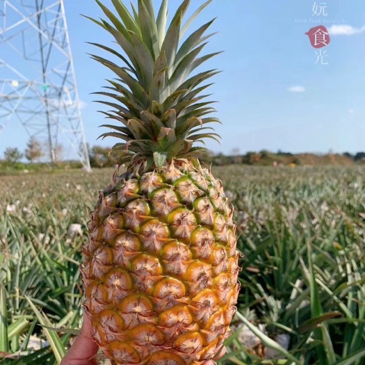 上海 金钻凤梨