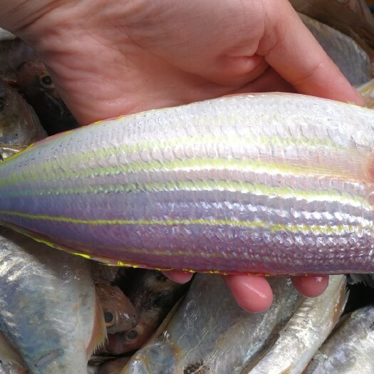 冷冻海鱼 海峡