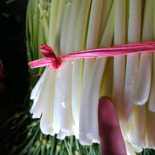 精品杂交蒜苔，自有基地，一手货源，诚信第一，服务周到。