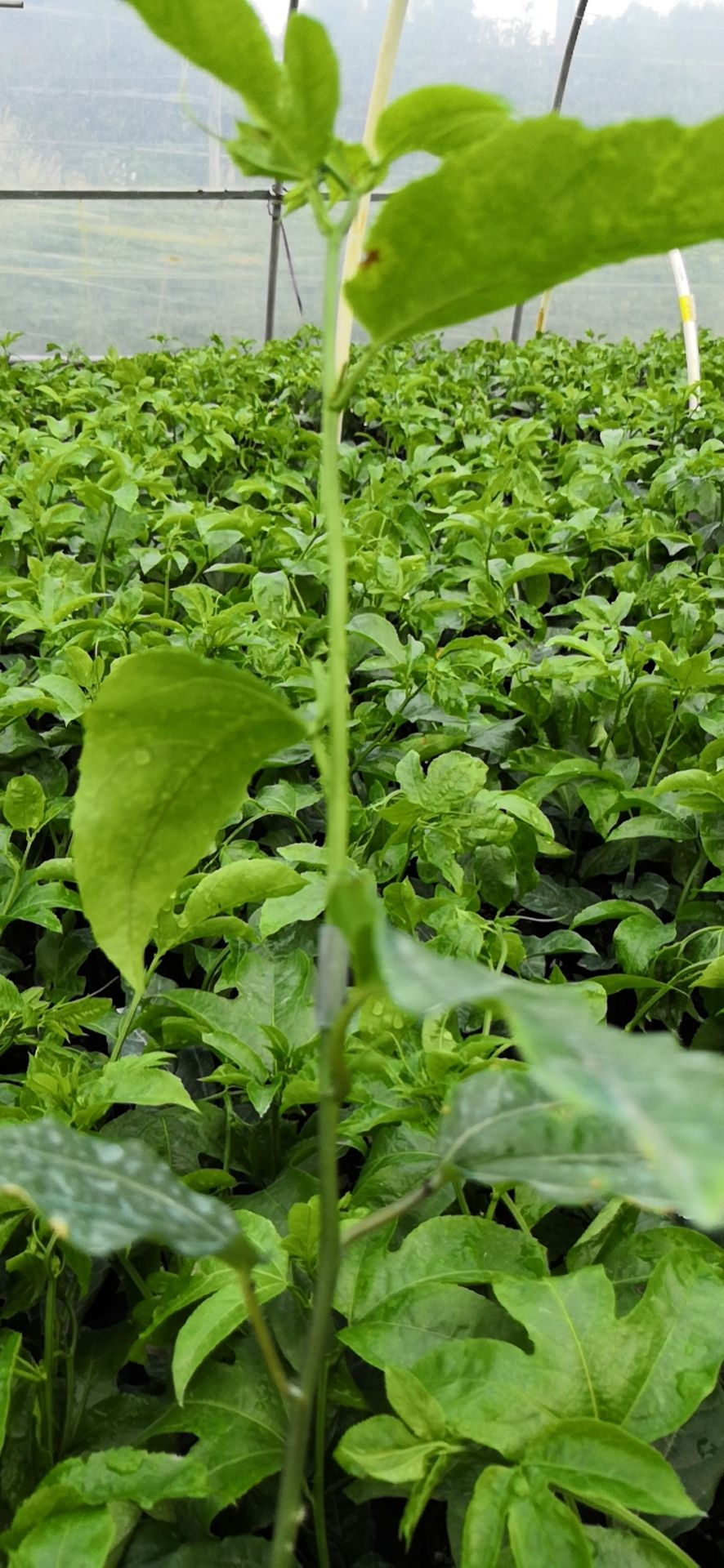 紫香一号百香果苗  台农百香果藤植物庭院楼顶盆栽可以种植，种植三至五只月开花结果
