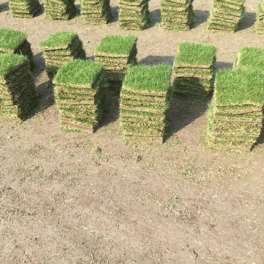 郴州马尼拉草皮 草皮，草，马尼拉草