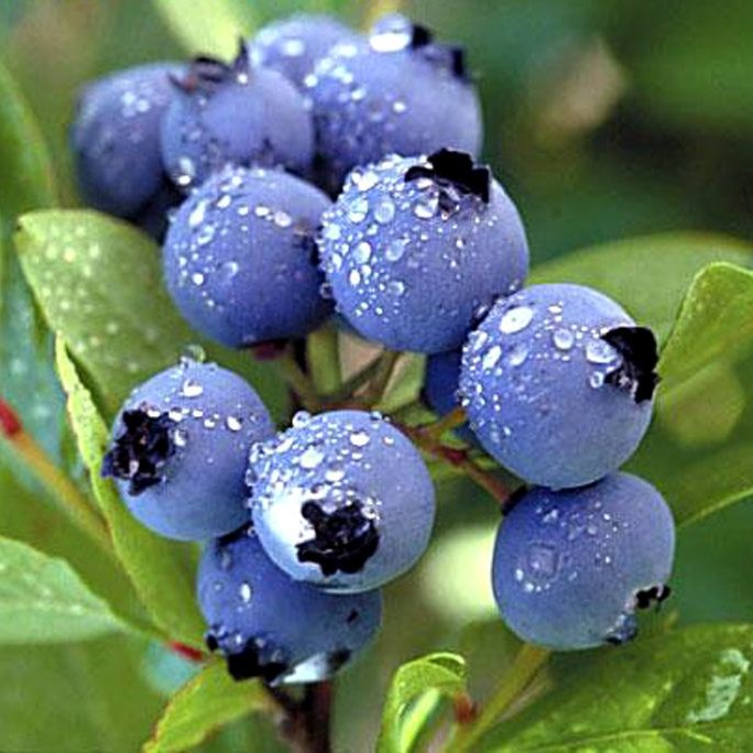 蓝丰蓝莓苗 新品矮丛蓝莓带土苗当年挂果