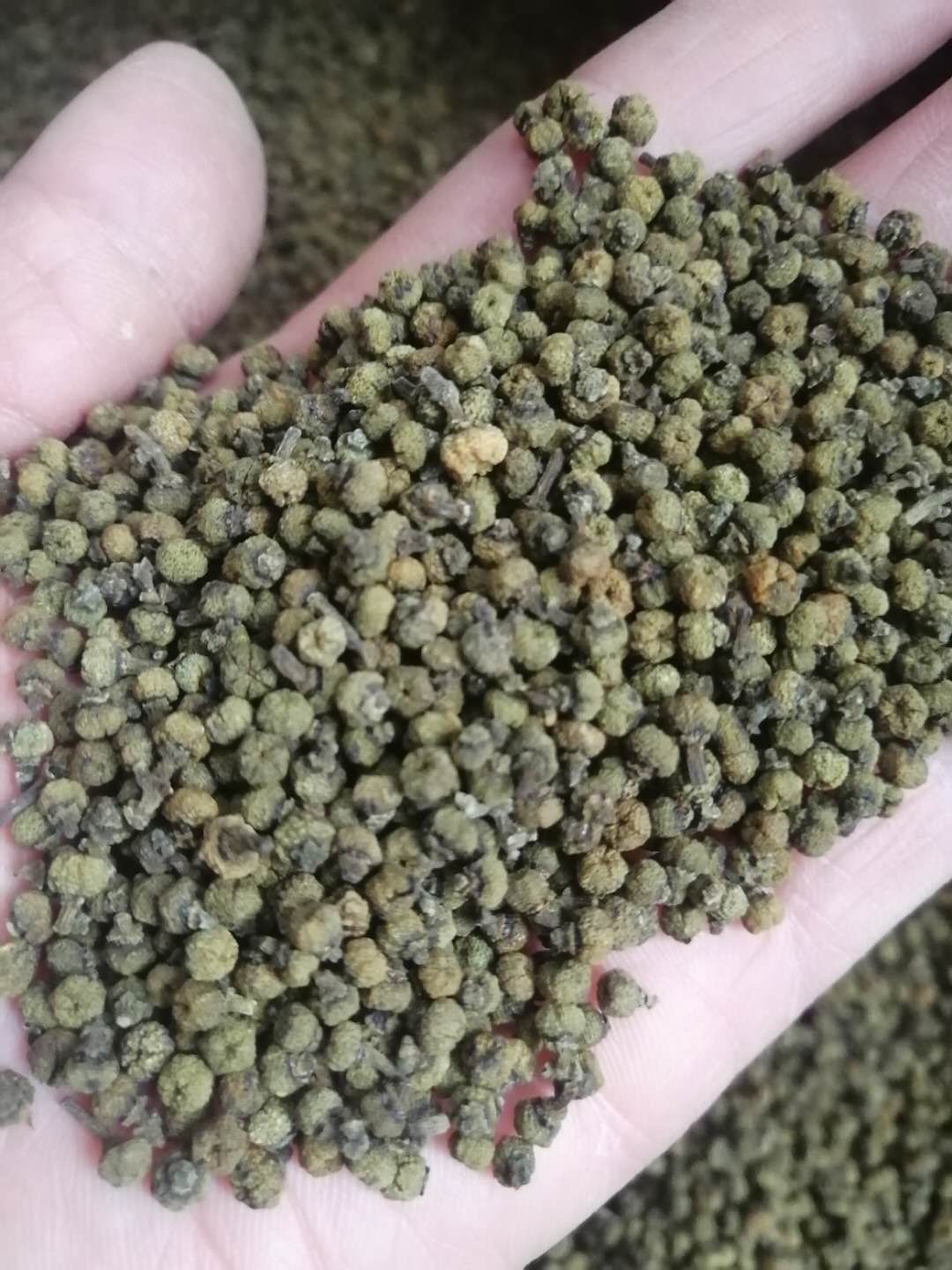 中藥材山藥 中草藥茶辣，現(xiàn)有茶辣苗出售，江西品種成活率高，果子結(jié)多