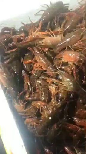 汉川市 监利小龙虾