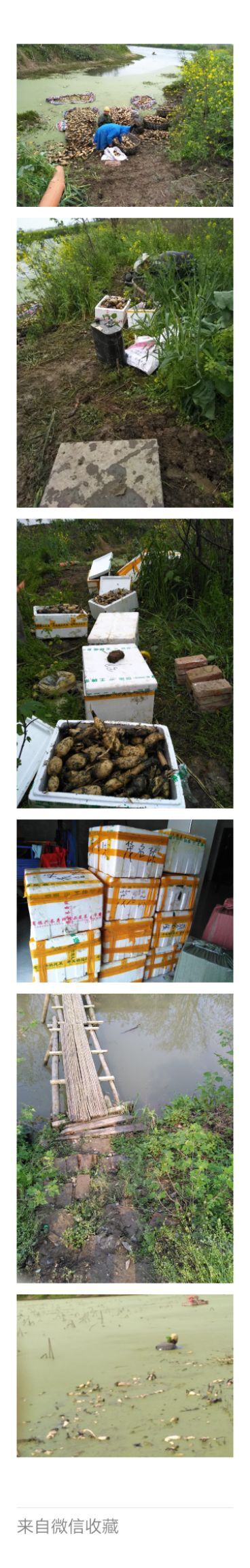 仙桃市3735藕苗  湖北莲藕莲藕3537  6号武植2批发24小