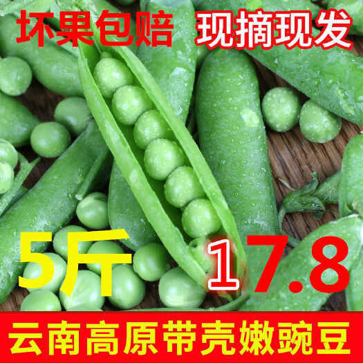昆明 云南新鲜豌豆甜青豆 带壳5斤装农家自种蔬菜非云南荷兰缸碗豆角