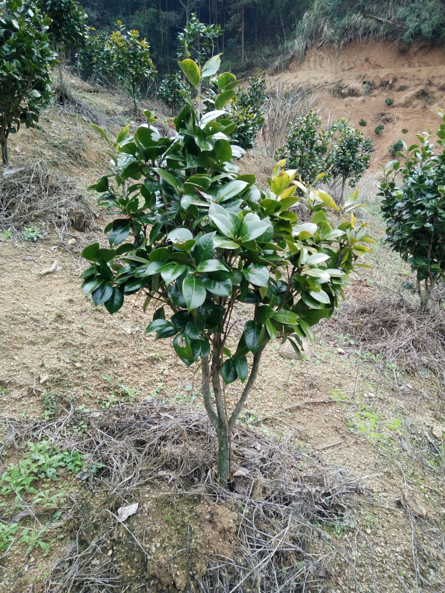  茶花，茶花球地径2一3㎝冠幅40一60㎝工程茶花球