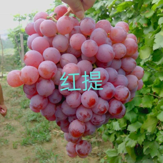 兴城市红地球葡萄苗  红提嫁接大苗价格美丽