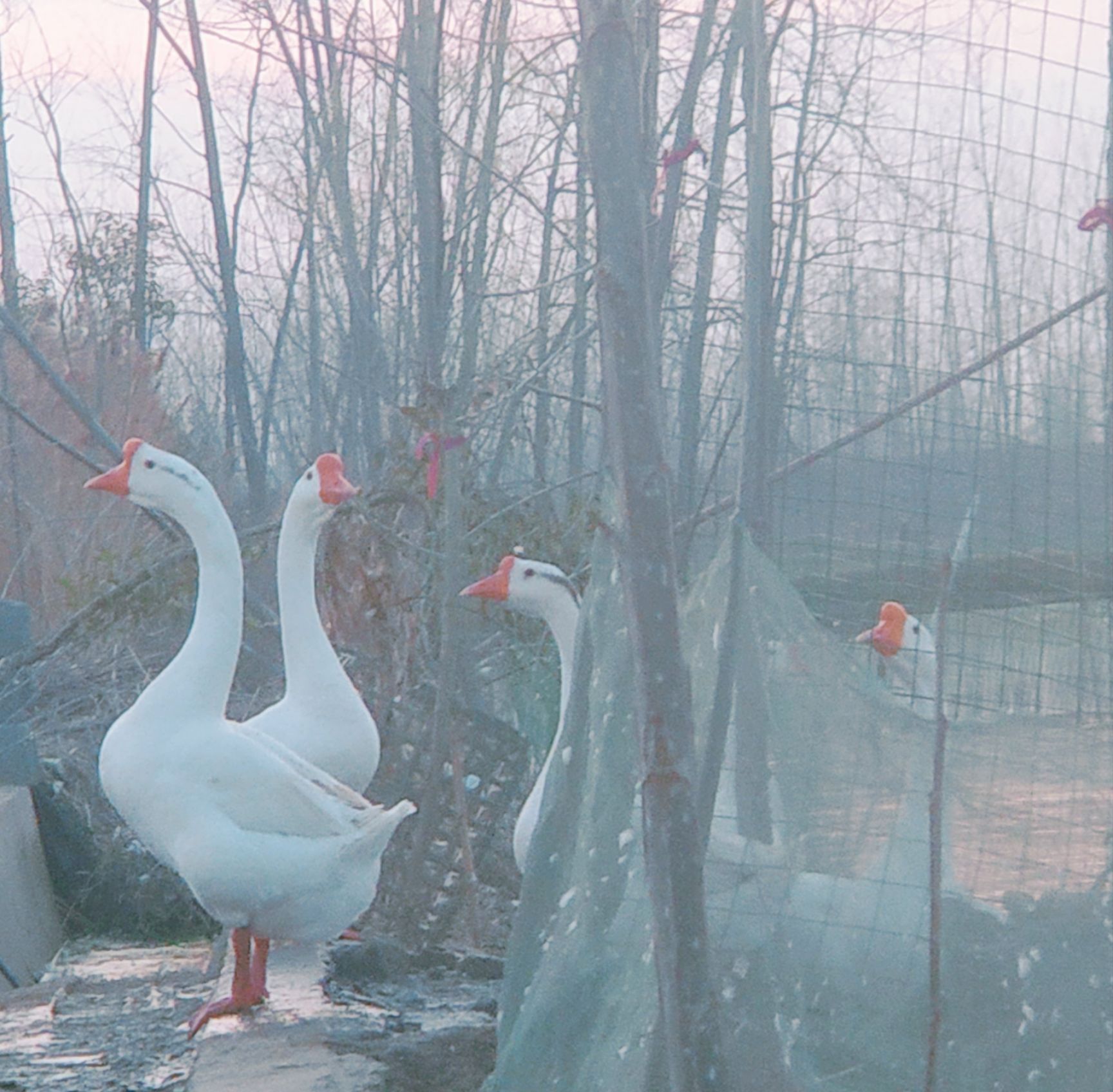 土鹅蛋 散养大白鹅，受精率有保证