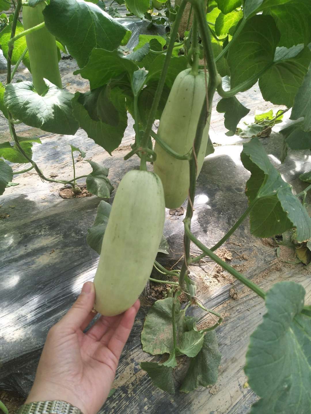 羊角蜜甜瓜 羊角蜜