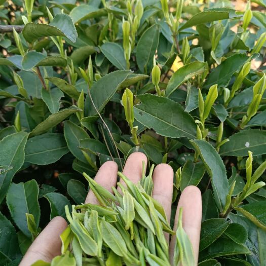 古丈县毛尖茶  茶农自产自销，古丈毛尖碧香早特别香口感级好，包邮，超级推荐