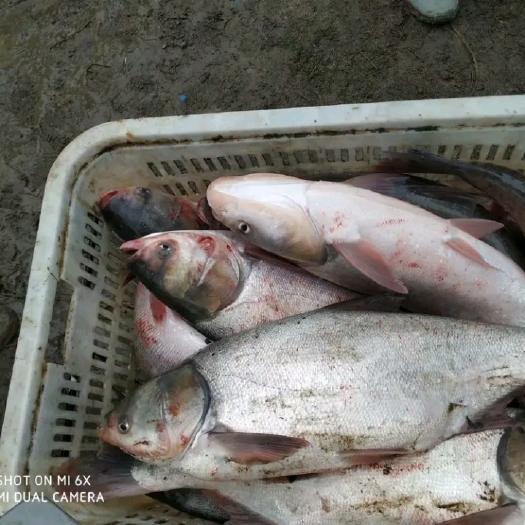 洪湖市雄鱼 长期大量供应优质鲢鱼花鲢白鲢2公分至8斤