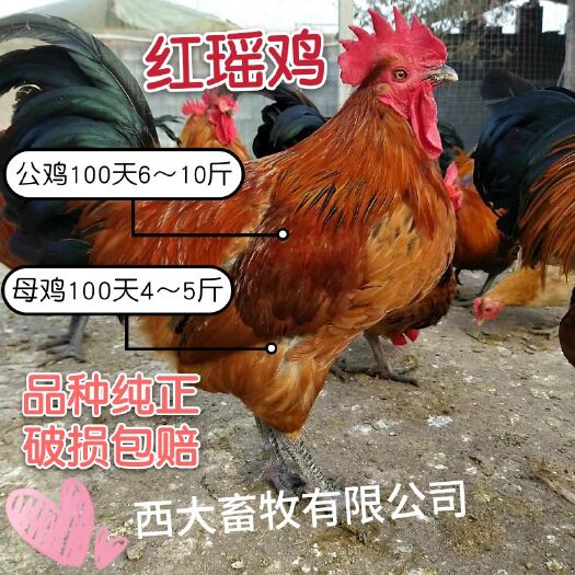南宁瑶鸡苗  瑤鸡苗，【红瑤、黑瑤】觅食力强，耐粗饲，厂家直销