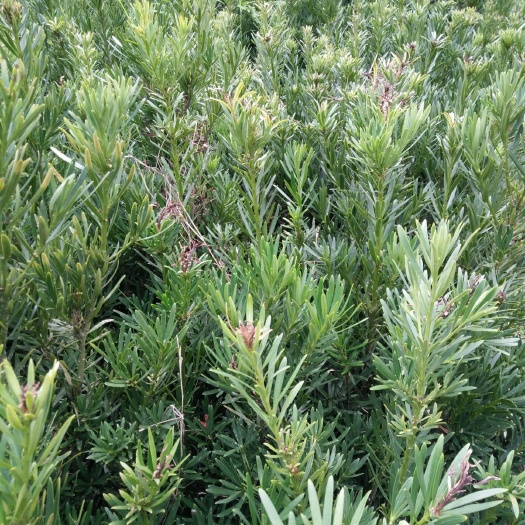 浦城县 小叶罗汉松地径1一2㎝高40一60㎝低价销售