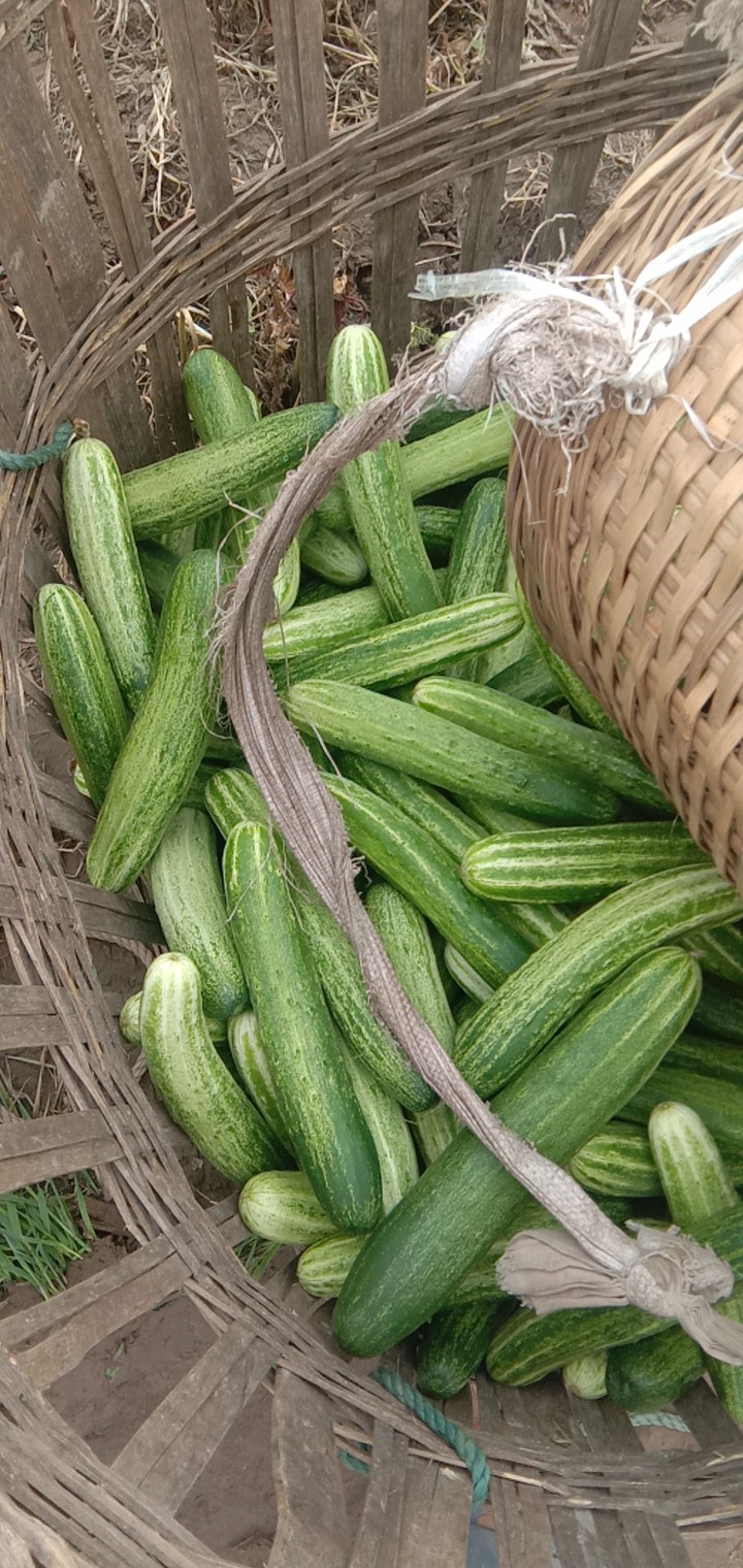 燕白黄瓜  水果黄瓜  水果黄瓜  ，各种绿色蔬菜，物美价廉