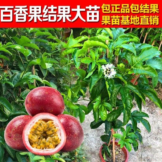灵山县 百香果苗鸡蛋果苗果树苗紫香台农黄金果四季可种盆栽庭院阳台果苗