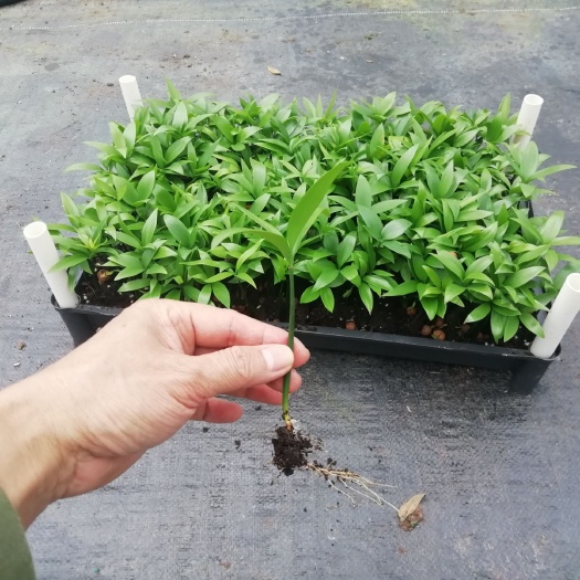 基地直销优质室内观叶绿植小盆栽用苗竹柏小苗源头厂家批发