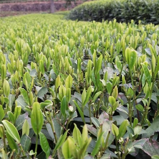 松阳县 绿茶典范，浙南特色