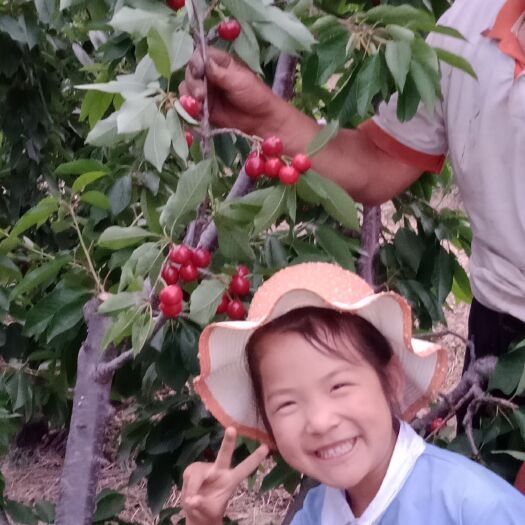烟台大樱桃 诚信经营    非诚勿扰