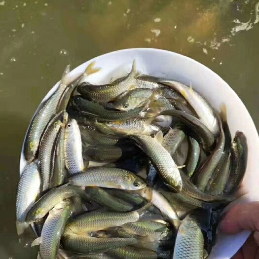 高州市草鱼苗