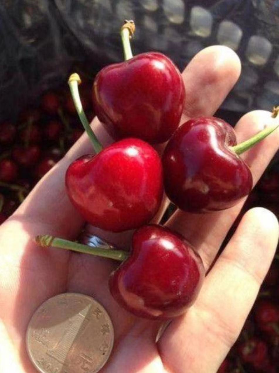 俄罗斯8号樱桃苗  俄罗斯8号大樱桃