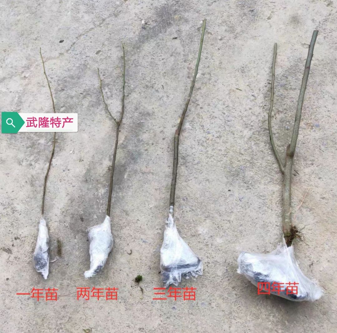 酸枣树苗 山枣鼻涕梨 五眼苗 南酸枣树苗